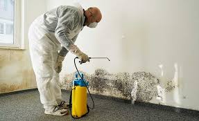 Best Attic Mold Removal  in Kershaw, SC